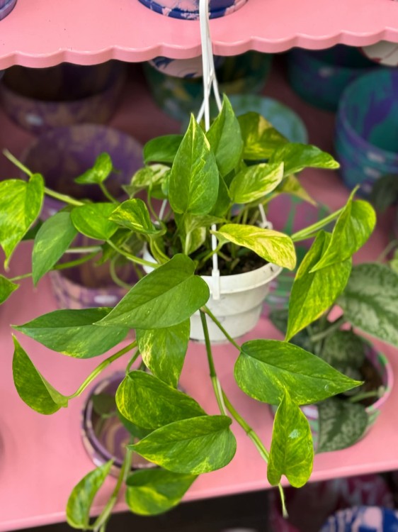 epipremnum pinnatum 'Aureum ' epipremnum złote DØ 15cm (1).jpg