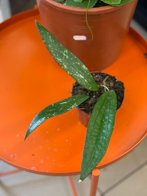 Hoja Rindu Rafflesia  hoya kolekcjonerska  hoja pnąca (2).jpg