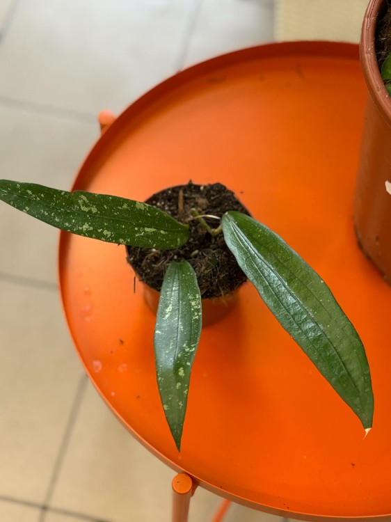 Hoja Rindu Rafflesia  hoya kolekcjonerska  hoja pnąca (4).jpg