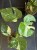 Monstera deliciosa Thai Constellation  (1).jpg