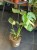 Monstera deliciosa Thai Constellation  (2).jpg