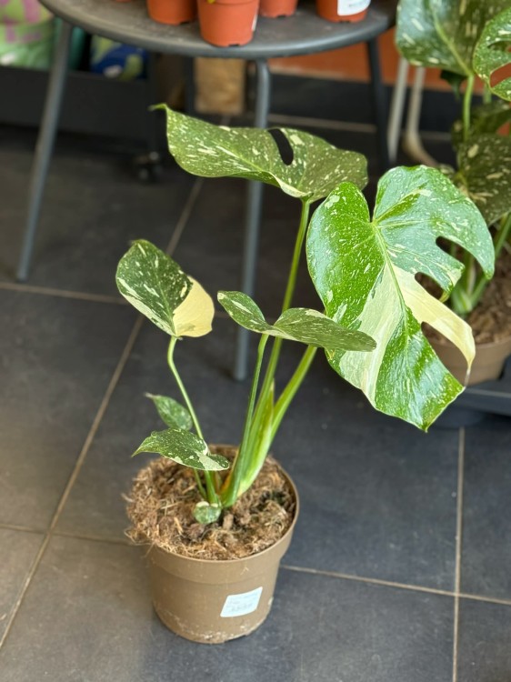 Monstera deliciosa Thai Constellation  (2).jpg
