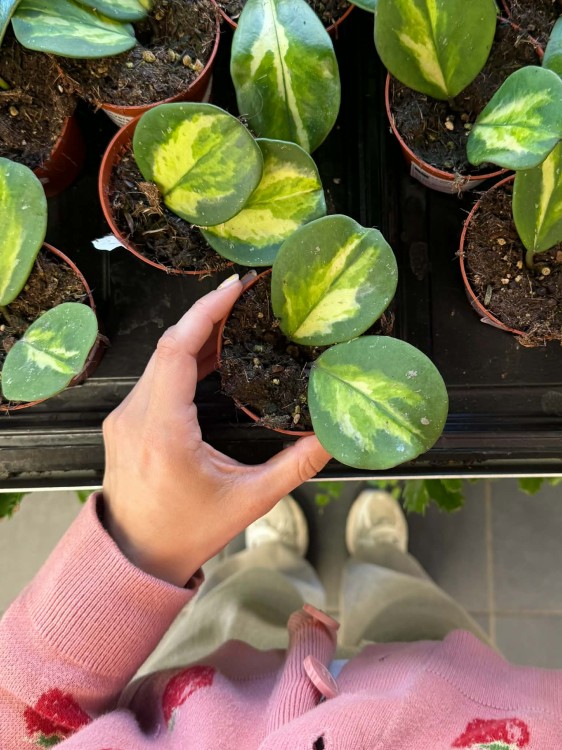 hoya obovata variegata hoja.jpg