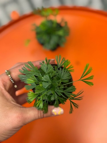 Actiniopteris australis  paproć wachlarzowa  paproć pustynna (1).jpg