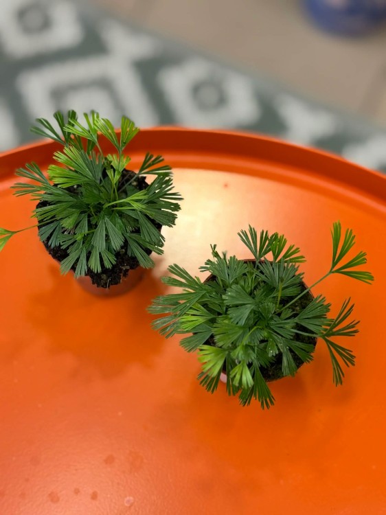 Actiniopteris australis  paproć wachlarzowa  paproć pustynna (2).jpg