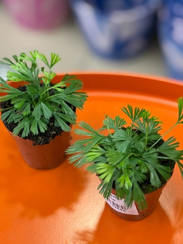 Actiniopteris australis  paproć wachlarzowa  paproć pustynna (3).jpg