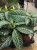 Afelandra Dania  zebra plant  aphelandra squarrosa.jpg