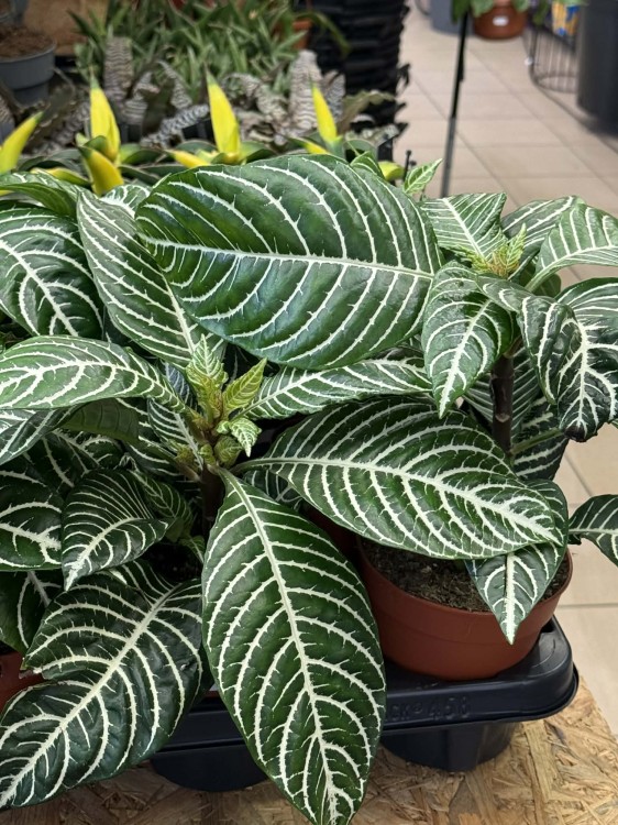 Afelandra Dania  zebra plant  aphelandra squarrosa.jpg