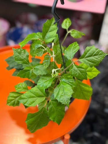 Cissus rhombifolia  cissus rombolistny  winorośl pokojowa  DØ14cm (2).jpg