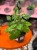 Cissus rhombifolia  cissus rombolistny  winorośl pokojowa  DØ14cm (3).jpg