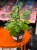 Cissus rhombifolia  cissus rombolistny  winorośl pokojowa  DØ14cm (4).jpg