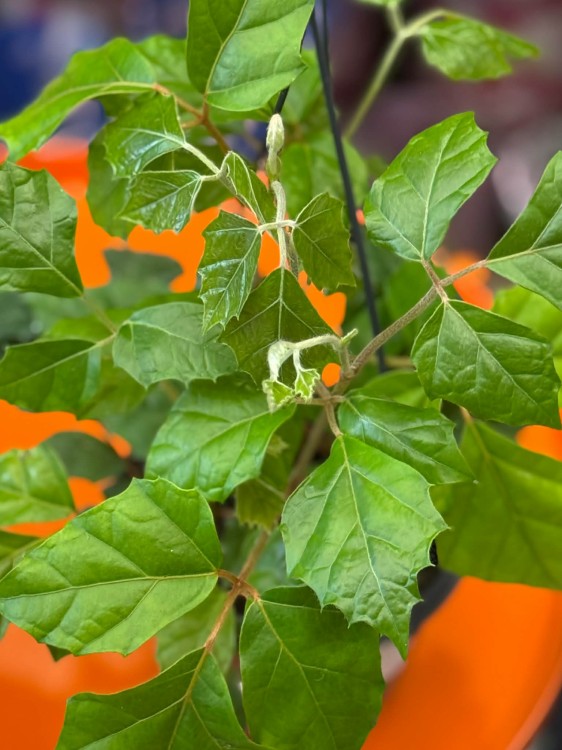 Cissus rhombifolia  cissus rombolistny  winorośl pokojowa  DØ14cm (5).jpg
