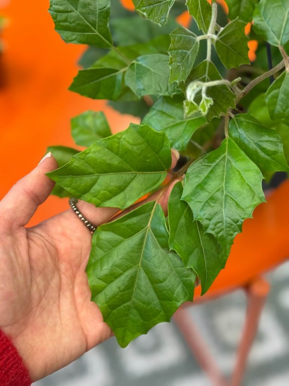 Cissus rhombifolia  cissus rombolistny  winorośl pokojowa  DØ14cm (1).jpg