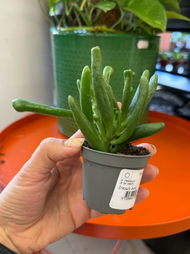 Crassula Hobbit  grubosz Hobbit  drzewko szczęścia Hobbit DØ 6cm uszy Shreka (1).jpg