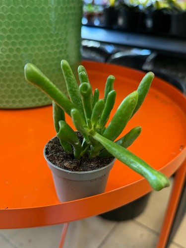 Crassula Hobbit  grubosz Hobbit  drzewko szczęścia Hobbit DØ 6cm uszy Shreka (2).jpg