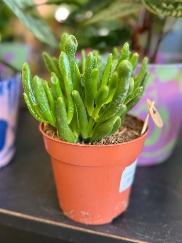Crassula Hobbit  grubosz Hobbit  drzewko szczęścia Hobbit  (2).jpg