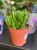 Crassula Hobbit  grubosz Hobbit  drzewko szczęścia Hobbit  (2).jpg