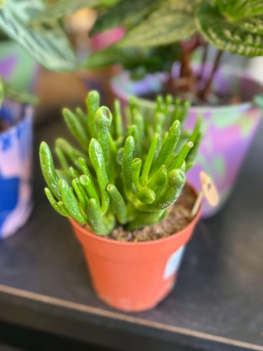 Crassula Hobbit  grubosz Hobbit  drzewko szczęścia Hobbit  (1).jpg
