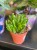 Crassula Hobbit  grubosz Hobbit  drzewko szczęścia Hobbit  (1).jpg