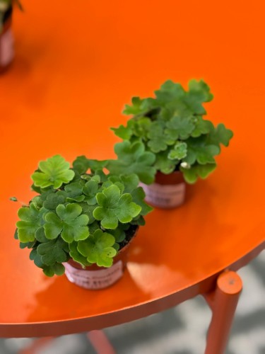 Doryopteris cordata  paproć sercowata  paproć kolekcjonerska (2).jpg