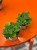 Doryopteris cordata  paproć sercowata  paproć kolekcjonerska (2).jpg