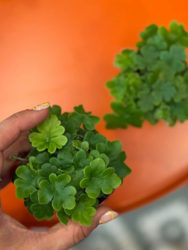 Doryopteris cordata  paproć sercowata  paproć kolekcjonerska (3).jpg