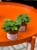 Doryopteris cordata  paproć sercowata  paproć kolekcjonerska (1).jpg