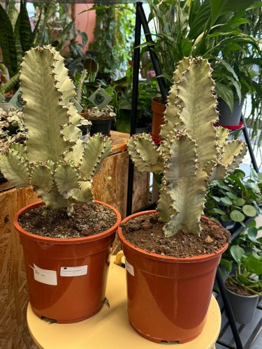 euphorbia marmorata ingens Variegata.jpg