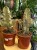 euphorbia marmorata ingens Variegata.jpg