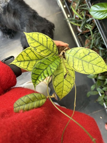 hoja hoya callistophylla.jpg