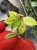 hoja hoya callistophylla.jpg