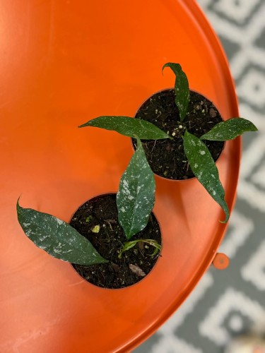 Hoja multiflora Silver Splash  hoya multiflora  hoja kolekcjonerska (2).jpg