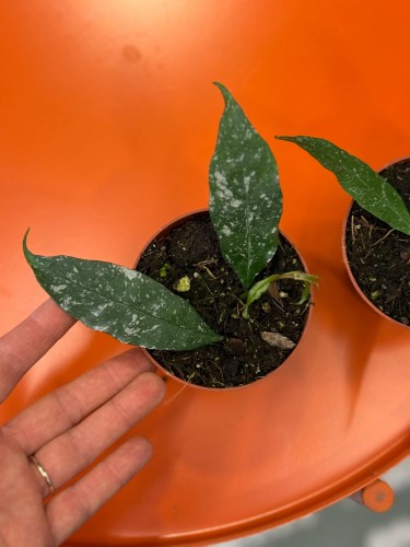 Hoja multiflora Silver Splash  hoya multiflora  hoja kolekcjonerska (3).jpg