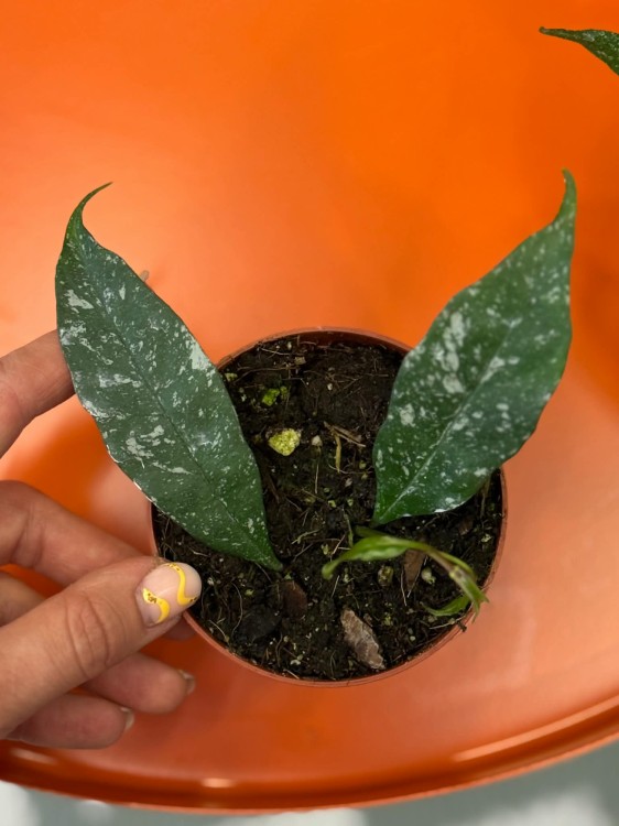 Hoja multiflora Silver Splash  hoya multiflora  hoja kolekcjonerska (5).jpg
