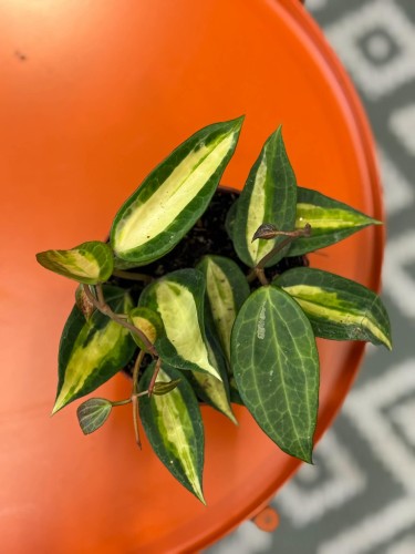 hoya macrophylla 'pot of gold' Hoja (2).jpg