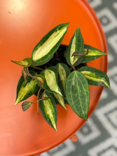 hoya macrophylla 'pot of gold' Hoja (4).jpg