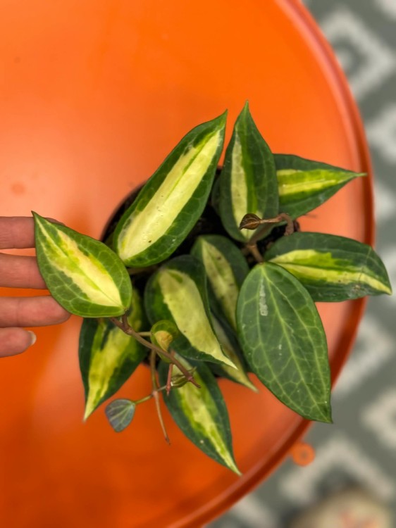 hoya macrophylla 'pot of gold' Hoja (5).jpg