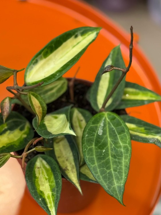 hoya macrophylla 'pot of gold' Hoja (1).jpg