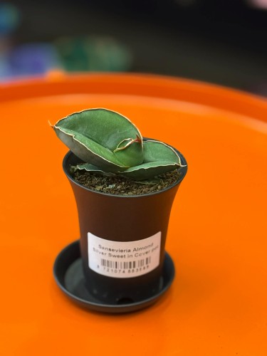 Sansevieria Almond Silver Sweet  wężownica  sansewieria kolekcjonerska (2).jpg