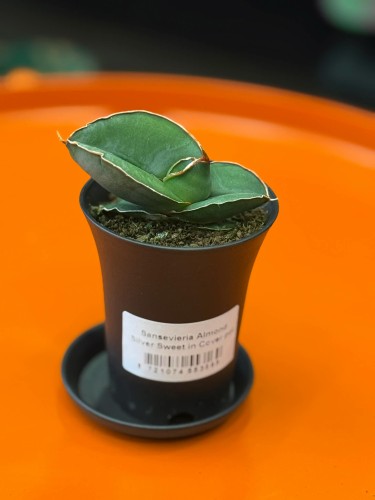 Sansevieria Almond Silver Sweet  wężownica  sansewieria kolekcjonerska (3).jpg