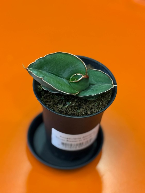 Sansevieria Almond Silver Sweet  wężownica  sansewieria kolekcjonerska (4).jpg