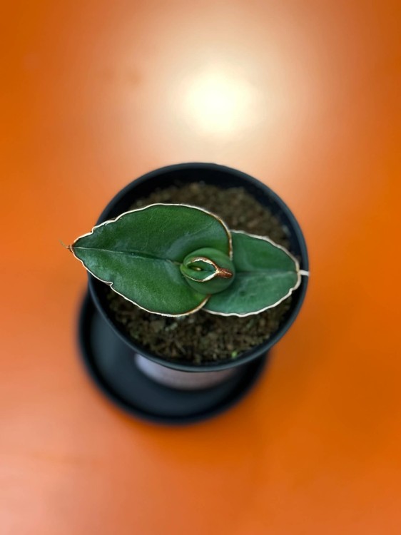 Sansevieria Almond Silver Sweet  wężownica  sansewieria kolekcjonerska (1).jpg