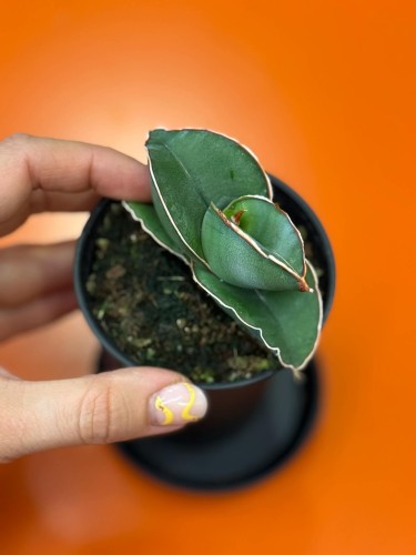 Sansevieria Almond Silver (2).jpg