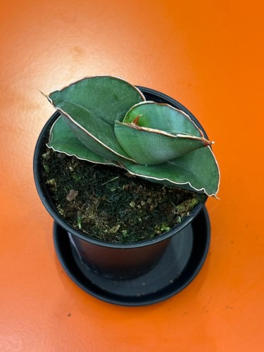 Sansevieria Almond Silver (3).jpg