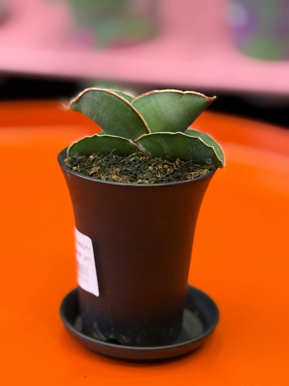 Sansevieria Almond Silver (4).jpg