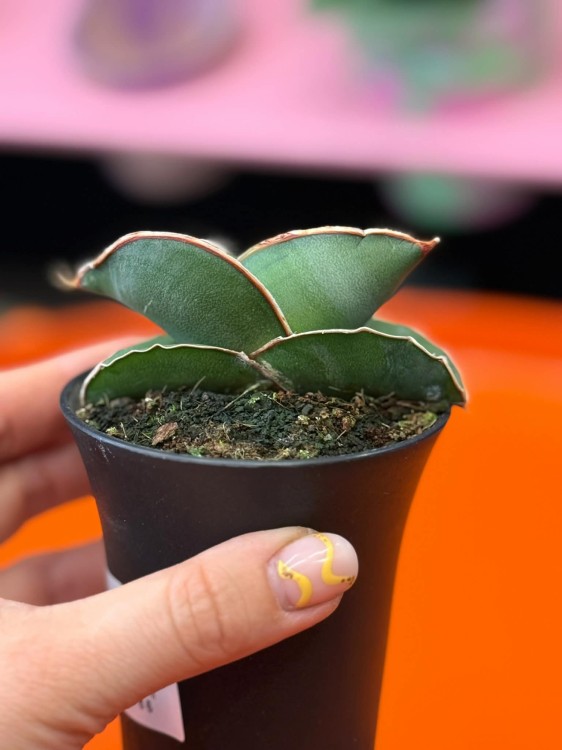 Sansevieria Almond Silver (5).jpg