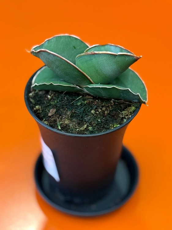 Sansevieria Almond Silver (6).jpg