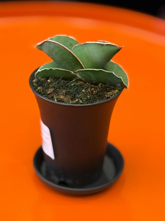 Sansevieria Almond Silver (7).jpg