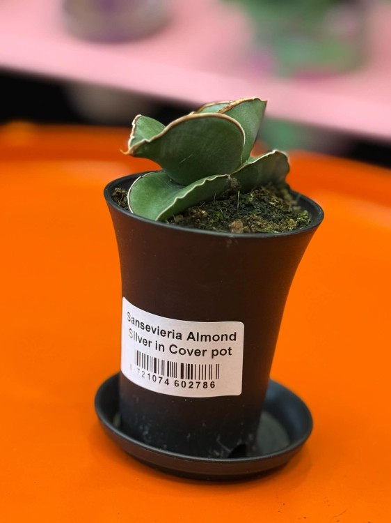 Sansevieria Almond Silver (1).jpg