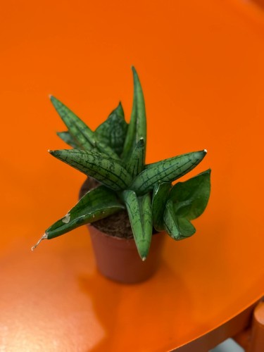 Sansevieria Brave Guy  wężownica Brave Guy  sansewieria   (2).jpg